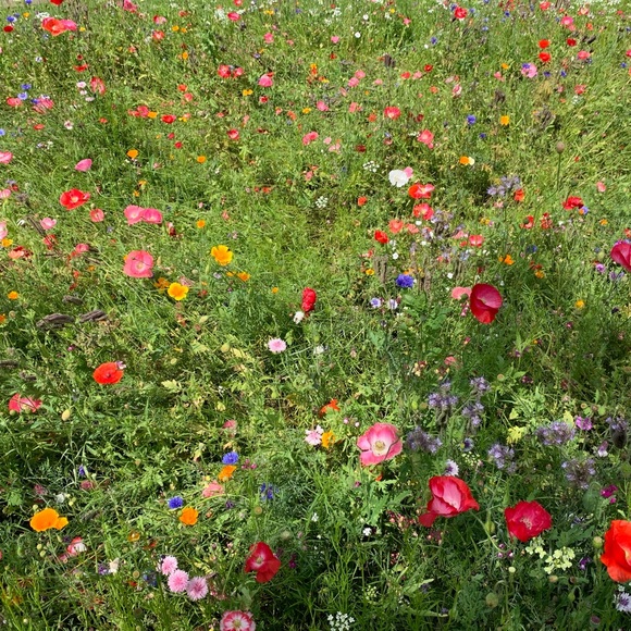 meadowkgc